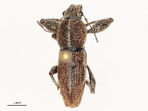  ( - CBG-B00585-G08)  @11 [ ] CreativeCommons - Attribution Share - Alike (2025) CBG Photography Group Centre for Biodiversity Genomics