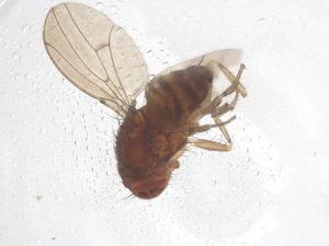  ( - CBG-B00880-D01)  @11 [ ] CreativeCommons - Attribution Share - Alike (2025) Centre for Biodiversity Genomics Centre for Biodiversity Genomics