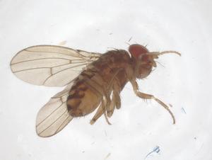  ( - CBG-B00880-H11)  @11 [ ] CreativeCommons - Attribution Share - Alike (2025) Centre for Biodiversity Genomics Centre for Biodiversity Genomics