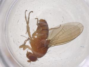  ( - CBG-B00881-H04)  @11 [ ] CreativeCommons - Attribution Share - Alike (2025) Centre for Biodiversity Genomics Centre for Biodiversity Genomics