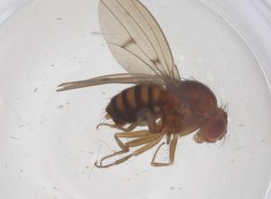  ( - CBG-B00882-A07)  @11 [ ] CreativeCommons - Attribution Share - Alike (2025) Centre for Biodiversity Genomics Centre for Biodiversity Genomics