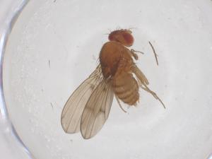  ( - CBG-B00882-C07)  @11 [ ] CreativeCommons - Attribution Share - Alike (2025) Centre for Biodiversity Genomics Centre for Biodiversity Genomics