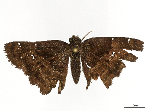  ( - CBG-B00899-E06)  @11 [ ] CreativeCommons - Attribution Share - Alike (2025) CBG Photography Group Centre for Biodiversity Genomics