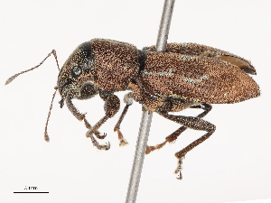  ( - CBG-B00904-G01)  @11 [ ] CreativeCommons - Attribution Share - Alike (2025) CBG Photography Group Centre for Biodiversity Genomics