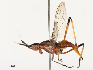  ( - CBG-B00906-A11)  @11 [ ] CreativeCommons - Attribution Share - Alike (2025) CBG Photography Group Centre for Biodiversity Genomics