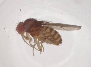  ( - CBG-B00908-A01)  @11 [ ] CreativeCommons - Attribution Share - Alike (2025) Centre for Biodiversity Genomics Centre for Biodiversity Genomics