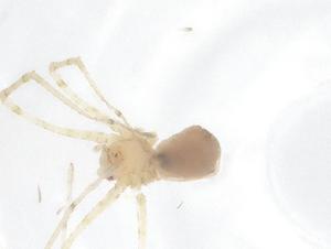  (Metagonia argentinensis - CBG-B00952-H11)  @11 [ ] CreativeCommons - Attribution Share - Alike (2025) Centre for Biodiversity Genomics Centre for Biodiversity Genomics