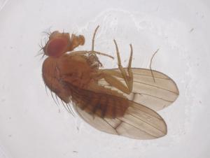  ( - CBG-B00953-A01)  @11 [ ] CreativeCommons - Attribution Share - Alike (2025) Centre for Biodiversity Genomics Centre for Biodiversity Genomics