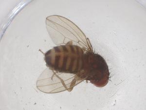  ( - CBG-B00963-B10)  @11 [ ] CreativeCommons - Attribution Share - Alike (2025) Centre for Biodiversity Genomics Centre for Biodiversity Genomics