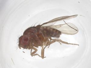  ( - CBG-B00963-H05)  @11 [ ] CreativeCommons - Attribution Share - Alike (2025) Centre for Biodiversity Genomics Centre for Biodiversity Genomics