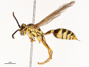  ( - CBG-B01007-A06)  @11 [ ] CreativeCommons - Attribution Share - Alike (2025) CBG Photography Group Centre for Biodiversity Genomics