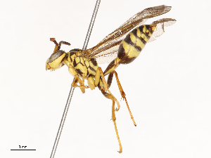  ( - CBG-B01007-A07)  @11 [ ] CreativeCommons - Attribution Share - Alike (2025) CBG Photography Group Centre for Biodiversity Genomics