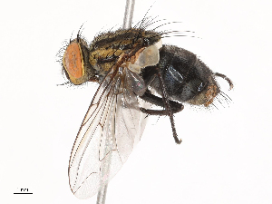  ( - CBG-B01007-C01)  @11 [ ] CreativeCommons - Attribution Share - Alike (2025) CBG Photography Group Centre for Biodiversity Genomics