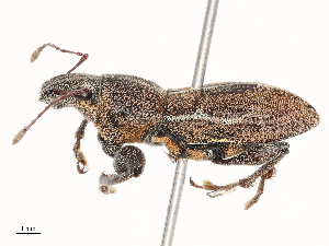  ( - CBG-B01007-C11)  @11 [ ] CreativeCommons - Attribution Share - Alike (2025) CBG Photography Group Centre for Biodiversity Genomics