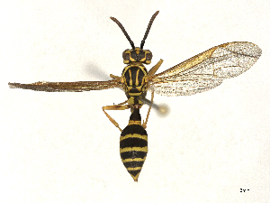  ( - CBG-B01172-C09)  @11 [ ] CreativeCommons - Attribution Share - Alike (2025) CBG Photography Group Centre for Biodiversity Genomics