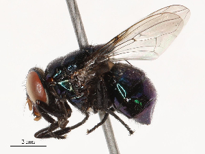  (Biopyrellia - CBG-B01174-B02)  @11 [ ] CreativeCommons - Attribution Share - Alike (2025) CBG Photography Group Centre for Biodiversity Genomics
