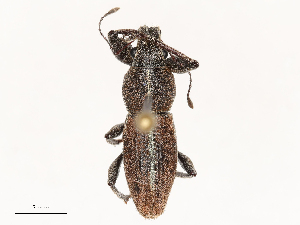  ( - CBG-B01174-B09)  @11 [ ] CreativeCommons - Attribution Share - Alike (2025) CBG Photography Group Centre for Biodiversity Genomics