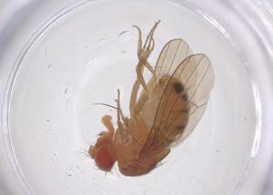  ( - CBG-B02323-H10)  @11 [ ] CreativeCommons - Attribution Share - Alike (2025) Centre for Biodiversity Genomics Centre for Biodiversity Genomics