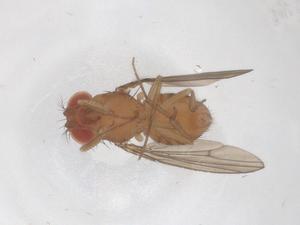  ( - CBG-B02325-A06)  @11 [ ] CreativeCommons - Attribution Share - Alike (2025) Centre for Biodiversity Genomics Centre for Biodiversity Genomics