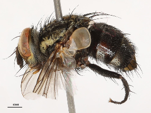  ( - CBG-B02340-A08)  @11 [ ] CreativeCommons - Attribution Share - Alike (2025) CBG Photography Group Centre for Biodiversity Genomics