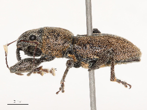  ( - CBG-B02340-D08)  @11 [ ] CreativeCommons - Attribution Share - Alike (2025) CBG Photography Group Centre for Biodiversity Genomics