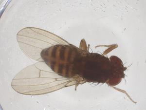  ( - CBG-B02401-B07)  @11 [ ] CreativeCommons - Attribution Share - Alike (2025) Centre for Biodiversity Genomics Centre for Biodiversity Genomics