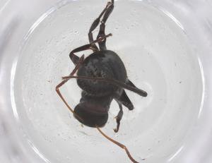  ( - CBG-B02401-F04)  @11 [ ] CreativeCommons - Attribution Share - Alike (2025) Centre for Biodiversity Genomics Centre for Biodiversity Genomics