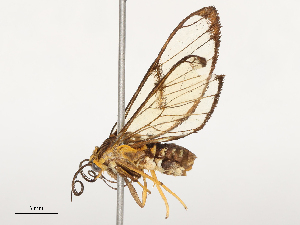  ( - CBG-B02479-A10)  @11 [ ] CreativeCommons - Attribution Share - Alike (2025) CBG Photography Group Centre for Biodiversity Genomics