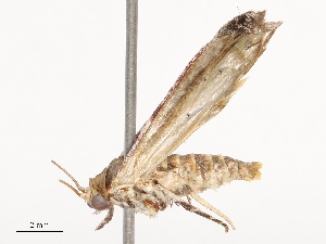  ( - CBG-B02479-D01)  @11 [ ] CreativeCommons - Attribution Share - Alike (2025) CBG Photography Group Centre for Biodiversity Genomics