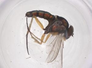  ( - CBG-B01043-H10)  @11 [ ] CreativeCommons - Attribution Share - Alike (2025) Centre for Biodiversity Genomics Centre for Biodiversity Genomics