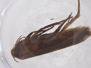  ( - CBG-B02180-A01)  @11 [ ] CreativeCommons - Attribution Share - Alike (2025) Centre for Biodiversity Genomics Centre for Biodiversity Genomics