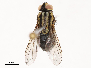  (Oxysarcodexia bicolor - CBG-B02343-H01)  @11 [ ] CreativeCommons - Attribution Share - Alike (2025) CBG Photography Group Centre for Biodiversity Genomics