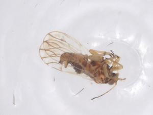  (Aphalaroidinae - CBG-B02447-F11)  @11 [ ] CreativeCommons - Attribution Share - Alike (2025) Centre for Biodiversity Genomics Centre for Biodiversity Genomics