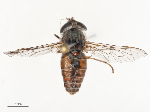  ( - CBG-B02484-A01)  @11 [ ] CreativeCommons - Attribution Share - Alike (2025) CBG Photography Group Centre for Biodiversity Genomics