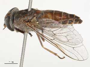  ( - CBG-B02484-A04)  @11 [ ] CreativeCommons - Attribution Share - Alike (2025) CBG Photography Group Centre for Biodiversity Genomics