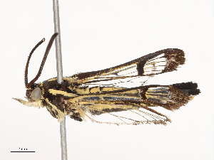  ( - CBG-B02488-B09)  @11 [ ] CreativeCommons - Attribution Share - Alike (2025) CBG Photography Group Centre for Biodiversity Genomics