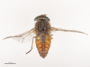  ( - CBG-B02489-A02)  @11 [ ] CreativeCommons - Attribution Share - Alike (2025) CBG Photography Group Centre for Biodiversity Genomics