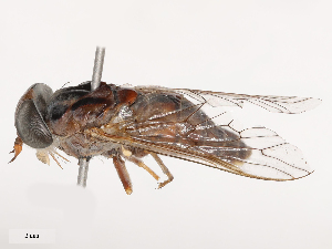  ( - CBG-B02489-A03)  @11 [ ] CreativeCommons - Attribution Share - Alike (2025) CBG Photography Group Centre for Biodiversity Genomics