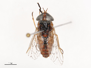  ( - CBG-B02489-B05)  @11 [ ] CreativeCommons - Attribution Share - Alike (2025) CBG Photography Group Centre for Biodiversity Genomics