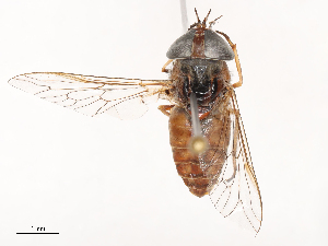  ( - CBG-B02489-B06)  @11 [ ] CreativeCommons - Attribution Share - Alike (2025) CBG Photography Group Centre for Biodiversity Genomics