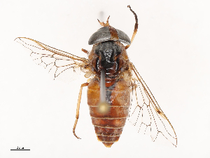  ( - CBG-B02489-B07)  @11 [ ] CreativeCommons - Attribution Share - Alike (2025) CBG Photography Group Centre for Biodiversity Genomics