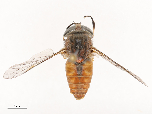  ( - CBG-B02489-B08)  @11 [ ] CreativeCommons - Attribution Share - Alike (2025) CBG Photography Group Centre for Biodiversity Genomics