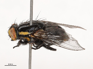  ( - CBG-B02489-C02)  @11 [ ] CreativeCommons - Attribution Share - Alike (2025) CBG Photography Group Centre for Biodiversity Genomics