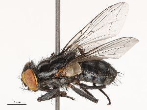  ( - CBG-B02489-C10)  @11 [ ] CreativeCommons - Attribution Share - Alike (2025) CBG Photography Group Centre for Biodiversity Genomics