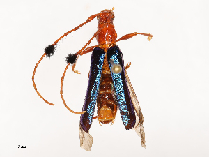  ( - CBG-B02489-F01)  @11 [ ] CreativeCommons - Attribution Share - Alike (2025) CBG Photography Group Centre for Biodiversity Genomics