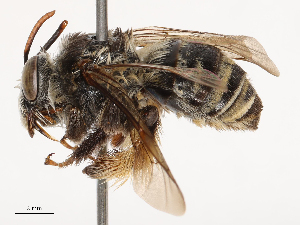  (Melissodes nigroaenea - CBG-B02492-B02)  @11 [ ] CreativeCommons - Attribution Share - Alike (2025) CBG Photography Group Centre for Biodiversity Genomics