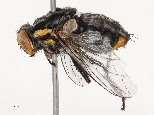  ( - CBG-B02492-B04)  @11 [ ] CreativeCommons - Attribution Share - Alike (2025) CBG Photography Group Centre for Biodiversity Genomics