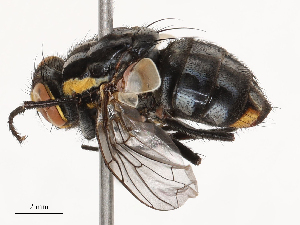  ( - CBG-B02492-B07)  @11 [ ] CreativeCommons - Attribution Share - Alike (2025) CBG Photography Group Centre for Biodiversity Genomics