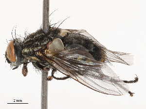  ( - CBG-B02492-B10)  @11 [ ] CreativeCommons - Attribution Share - Alike (2025) CBG Photography Group Centre for Biodiversity Genomics