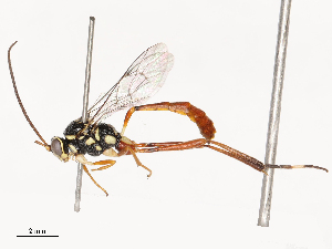  (Polycyrtidea - CBG-B02493-A02)  @11 [ ] CreativeCommons - Attribution Share - Alike (2025) CBG Photography Group Centre for Biodiversity Genomics